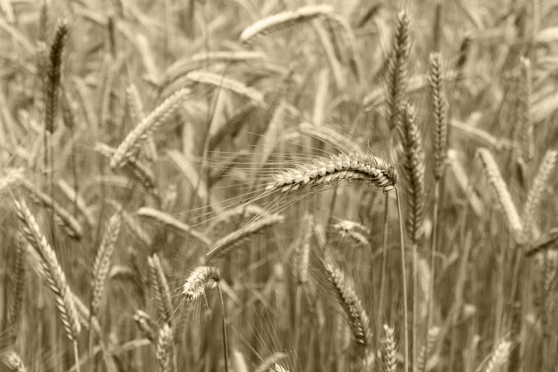 2019 Erntedank IMG 0765